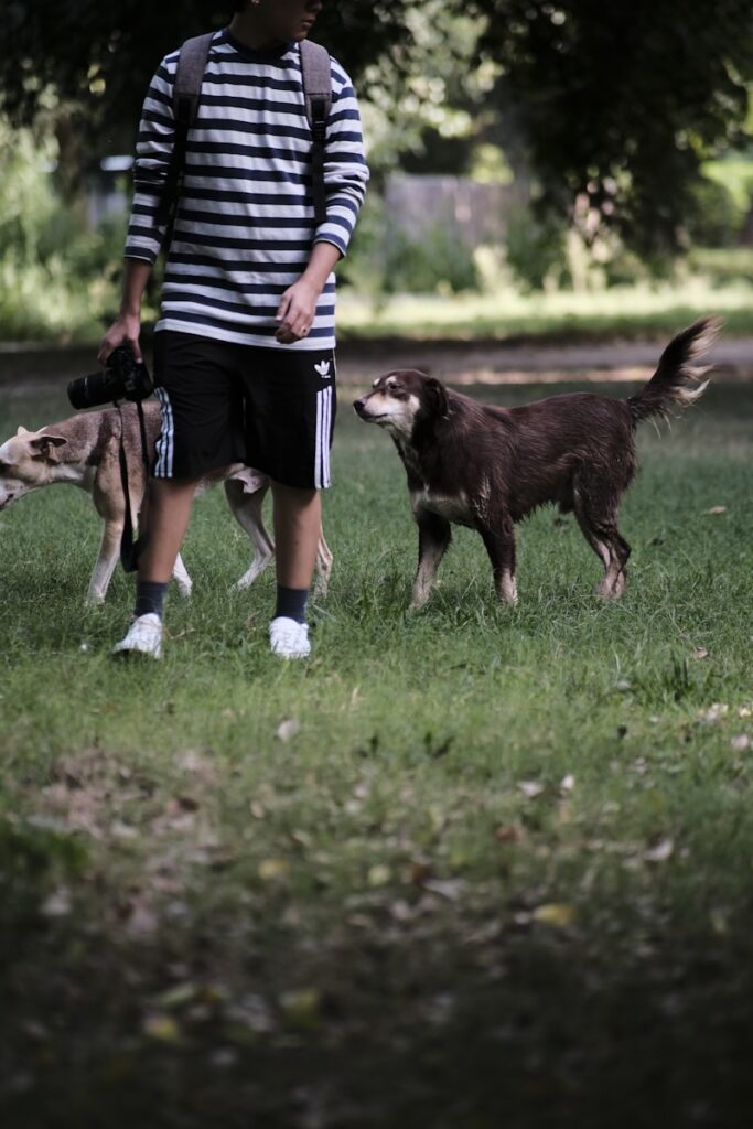 a person walking a couple dogs